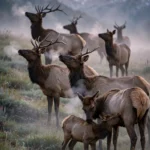 Elk Herd Grazing in a Misty Meadow at Dawn — AI generated preview